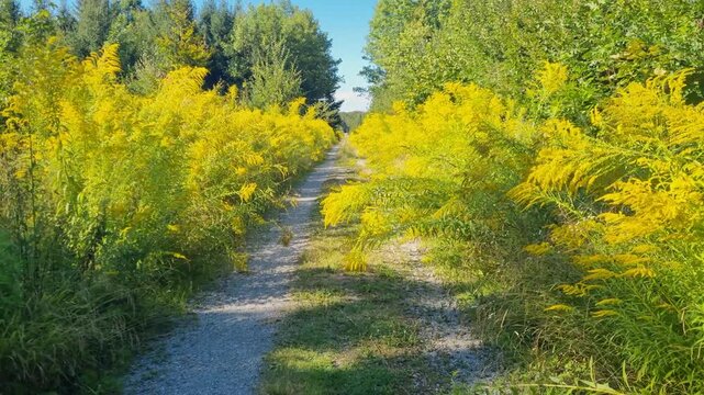 Walking along a sunny forest path in Bremgarten, Bern, Switzerland, overgrown with yellow-blooming goldenrod (Solidago canadensis), showing the spread of this invasive plan