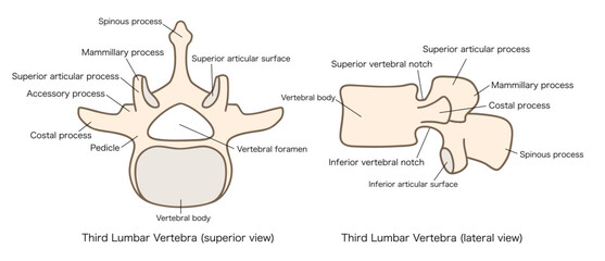 第3腰椎（L3）の解剖学、上面図と側面図