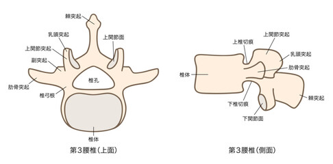 第3腰椎（L3）の解剖学、上面図と側面図