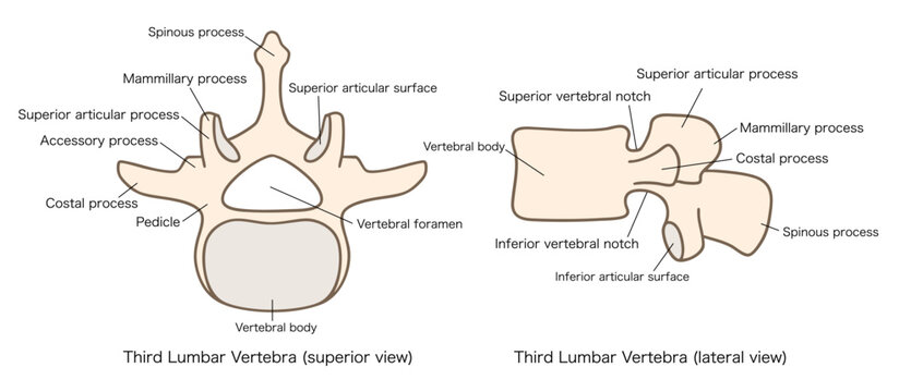 第3腰椎（L3）の解剖学、上面図と側面図