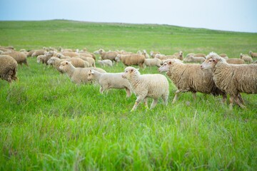 The sheep grazing and walking on green grass .