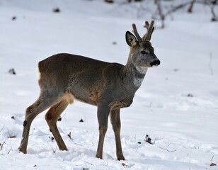 Roe Deer in Winter - A Focused Portrait in the Snow.