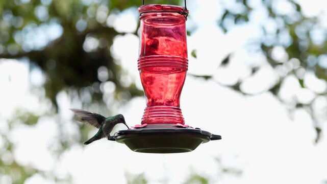 Footage of a White-necked Jacobin Florisuga mellivora drinking nectar from a feeder in Colombia showing tropical hummingbird species and natural behavior in wildlife environment.