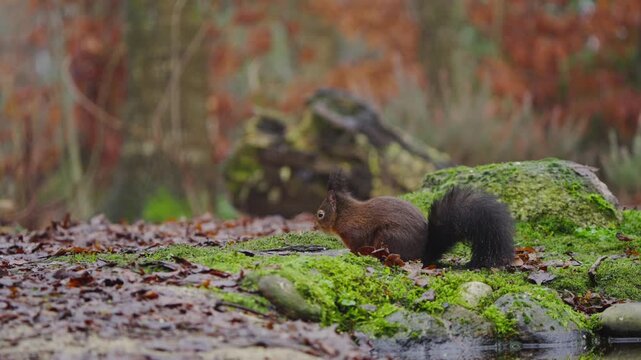 Red squirrel scurries through dry leaves on forest floor, tail bouncing behind in motion