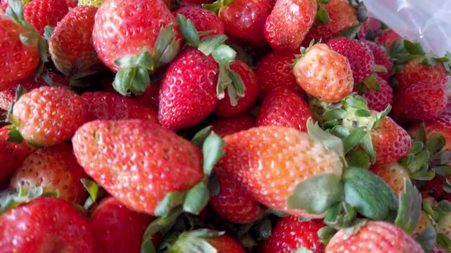 Close-up panning shot over mixed strawberries, ripe and overripe, in plastic bag.