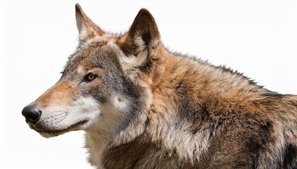 Fototapeta premium Gray wolf (Canis lupus) in winter snow, a wildlife predator mammal with gray fur