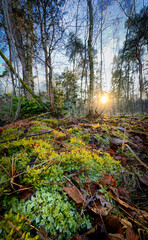 In a peaceful and tranquil forest scene at sunrise, vibrant moss and stunning natural beauty come alive