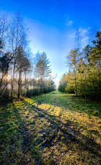 A serene forest path, surrounded by lush trees and warm sunlight, inviting for a peaceful nature walk