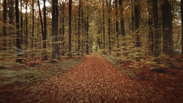 Camera glides forward along a leaf-covered path under tall trees, revealing layers of golden foliage and tranquil woodland textures in late autumn.