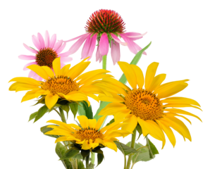 bright arrangement photograph featuring a mix of vibrant yellow sunflowers and pink echinacea coneflowers blooming together, isolated on black.