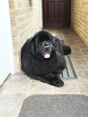 A fully grown, black, pet Newfoundland female dog &ndash; a giant pedigree breed &ndash; lying peacefully in the narrow passageway of her home.