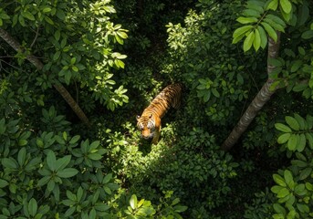 Fototapeta premium A magnificent tiger, a wild mammal, is seen in a forest among trees and grass, embodying the spirit of wildlife in nature