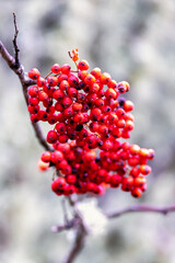 Beautiful red Rowan berries on a tree twig