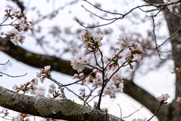 At Higashibojojido Park, Sakura Cherry Blossom Trees in an Early Morning, Osaka, Japan