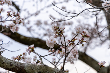 At Higashibojojido Park, Sakura Cherry Blossom Trees in an Early Morning, Osaka, Japan