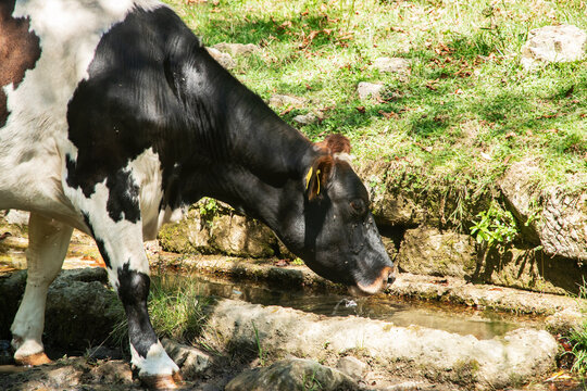 A farm cow drinks clear, fresh water from an old stone trough in a clean, rural mountain setting