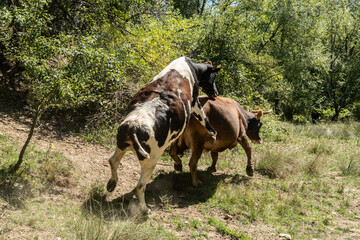 Unusual mounting behavior between cows and heifers during estrus (heat) in a green pasture.
