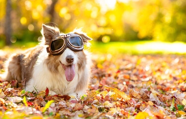 Funny  border collie dog wearing vintage motorbike glasses lying at sunny autumn park. Empty space for text