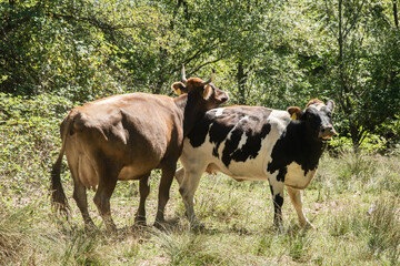 Ecologically raised cattle graze on a sunny mountain meadow. Pastoral rural idyll and caring for livestock