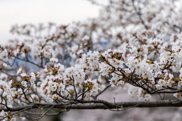 At Higashibojojido Park, Sakura Cherry Blossom Trees in an Early Morning, Osaka, Japan