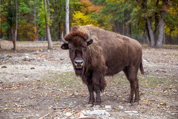 The bison is a rare mammal.