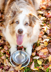 Hungry Border Collie puppy lying with empty bowl on fallen leaf at autumn park and waiting for feeding