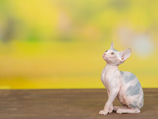 Sphynx kitten sits in profile and looks away on empty space at summer park