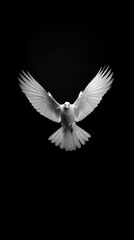 Obraz premium A white pegeon flying animal black bird.