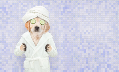 Funny Golden retriever puppy with pieces of cucumber on it eyes with shower cap on it head wearing bathrobe standing on hind legs at bathroom with ceramic tiles. Empty space for text