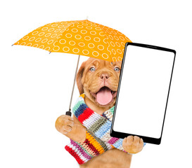 Smiling puppy wearing rnitted warm scarf holding umbrella and  showing smartphone with white blank screen in it paw. Empty space for text. isolated on white background