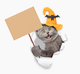 Shocked cat wearing hat for halloween looks through a hole in white paper and showing blank placard on wooden stick