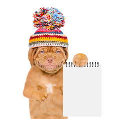 Smiling Mastiff puppy wearing warm winter knitted woolen hat with pompon showing blank notepad. Isolated on white background