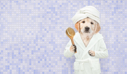 Funny Golden retriever puppy with towel on it head wearing bathrobe holding shower brush and...