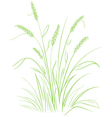 Delicate green grass stalks and seed heads line drawing