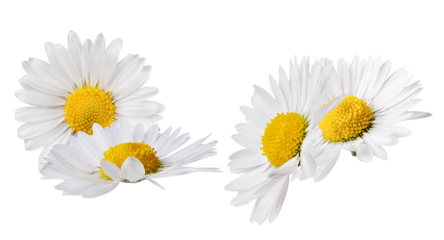 small cluster of fresh white daisy flowers with bright yellow centers, photographed and isolated against a clean transparent background.