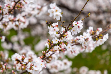 Fototapeta premium At Higashibojojido Park, Sakura Cherry Blossom Trees in an Early Morning, Osaka, Japan