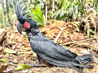 Close up of palm cockatoo (Probosciger aterrimus)
