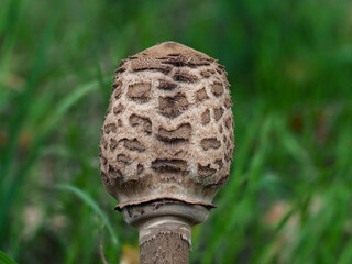 Unique mushroom with textured cap found in a grassy area during early autumn