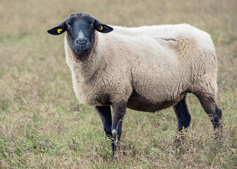 Fototapeta premium Sheep standing in a green pasture under an overcast sky in the countryside during early morning hours