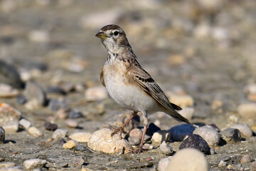 Greater short-toed lark // Kurzzehenlerche (Calandrella brachydactyla) - Narta lagoon, Albania