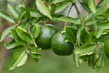 Fresh green tangerine on tree branch