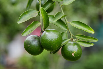 Fresh green tangerine on tree branch