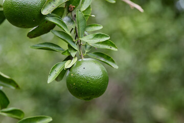 Fresh green tangerine on tree branch