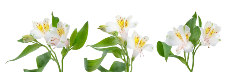 isolated photograph of three white peruvian lily (alstroemeria) flowers arranged in a row, showcasing green leaves and vibrant yellow-red throat markings on a transparent background.