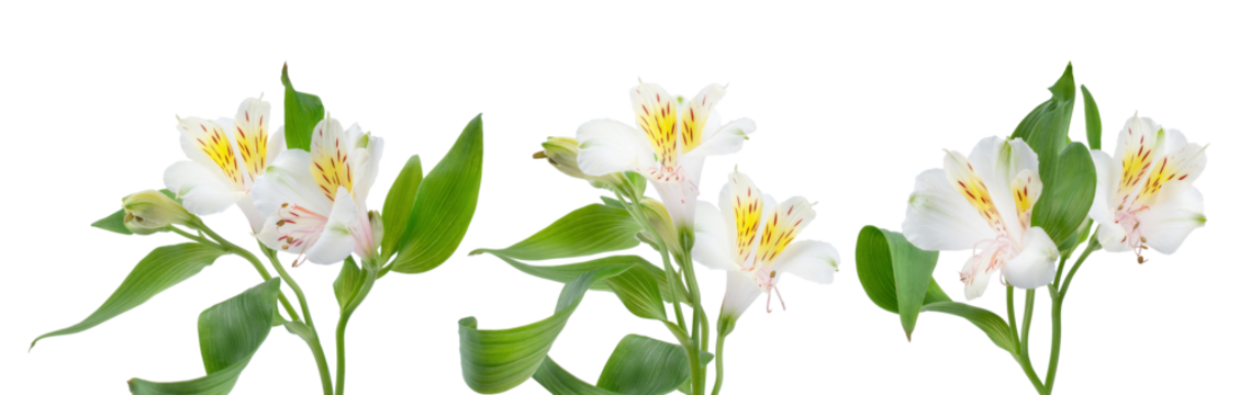 isolated photograph of three white peruvian lily (alstroemeria) flowers arranged in a row, showcasing green leaves and vibrant yellow-red throat markings on a transparent background.