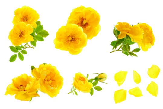 compilation photograph featuring isolated elements of bright yellow wild roses, including open blossoms, fresh green leaves, and scattered petals, cut out on a transparent background.