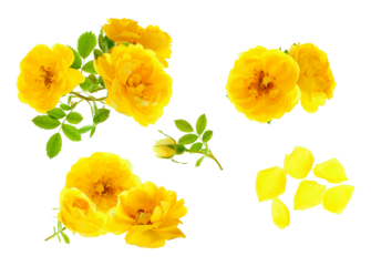 isolated photograph of multiple arrangements of bright yellow wild rose flowers and buds, complemented by fresh green leaves and loose petals, cut out on a transparent background.