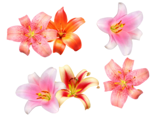 isolated photograph of four vibrant oriental lily flowers in diverse colors, including striking pink, orange, and speckled yellow, ready for use as a premium design element on black.