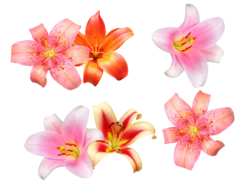 isolated photograph of four vibrant oriental lily flowers in diverse colors, including striking pink, orange, and speckled yellow, ready for use as a premium design element on black.