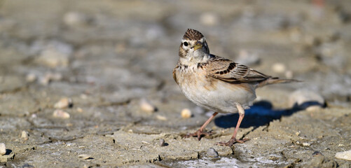 Greater short-toed lark // Kurzzehenlerche (Calandrella brachydactyla) - Narta lagoon, Albania